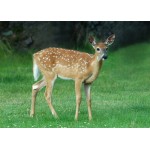 Deer - White Tailed Fawn - Schleich 14820